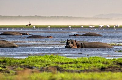 Kayak Safari- A Safari through Crocodiles, Hippos, and Sharks.