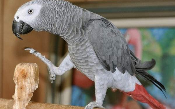 African Grey Parrot