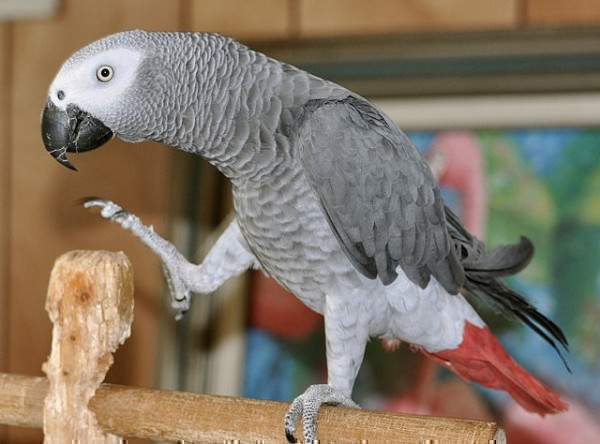 African Grey Parrot