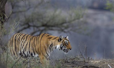 TIGER CLICKED HEADING TO SNOWBOUND AREA OF KEDARNATH SANCTUARY