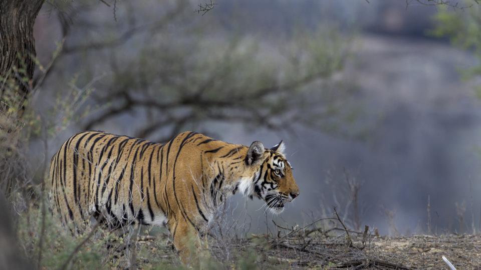 TIGER CLICKED HEADING TO SNOWBOUND AREA OF KEDARNATH SANCTUARY