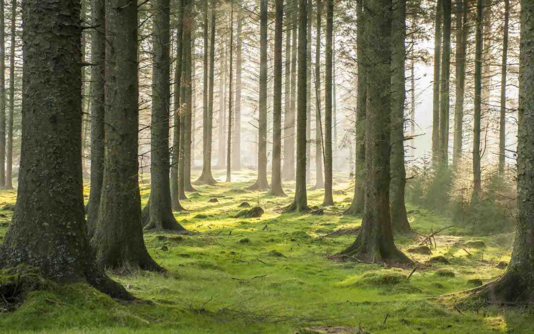 SHINRIN-YOKU – FOREST BATHING – IS GREAT FOR OUR HEALTH