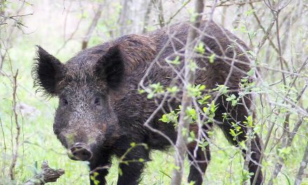 THREAT TO HIMACHAL NATIONAL PARK WILDLIFE – WILD BOAR SPOTTED