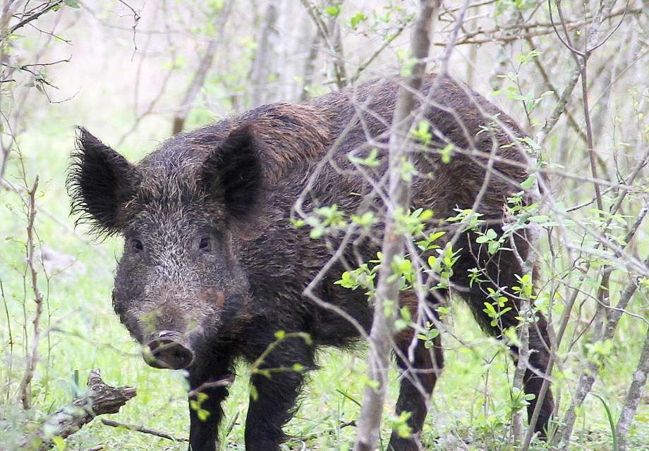 THREAT TO HIMACHAL NATIONAL PARK WILDLIFE – WILD BOAR SPOTTED