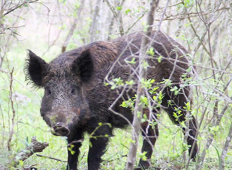 THREAT TO HIMACHAL NATIONAL PARK WILDLIFE – WILD BOAR SPOTTED