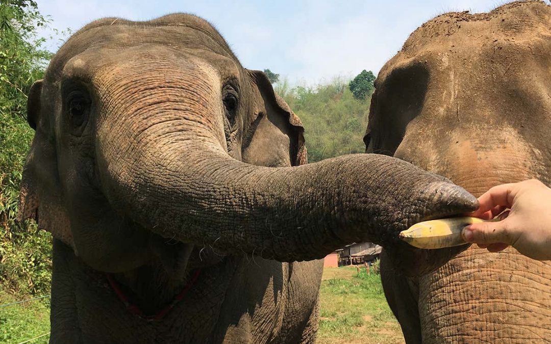 Elephants can judge the quantity of hidden food just by using smell