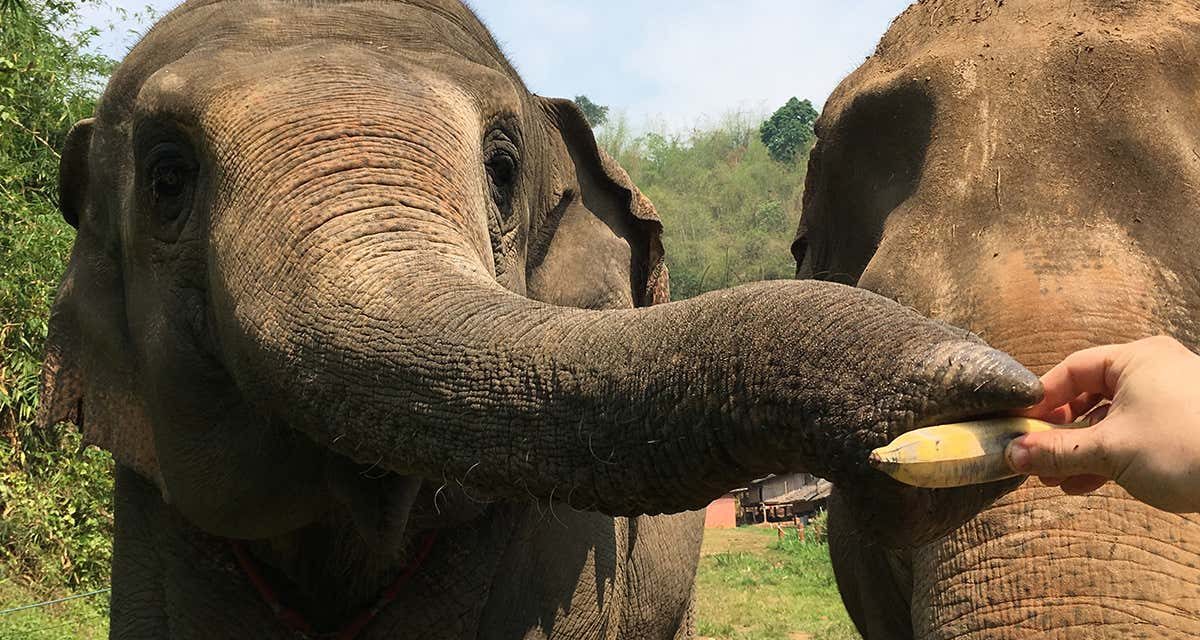 Elephants can judge the quantity of hidden food just by using smell