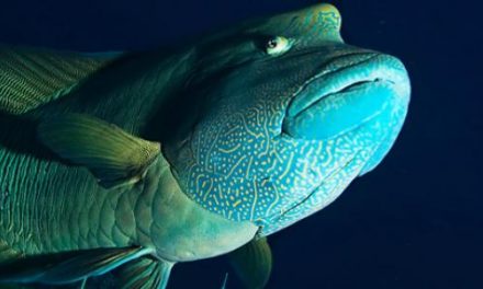 Humphead Wrasse- The endangered one