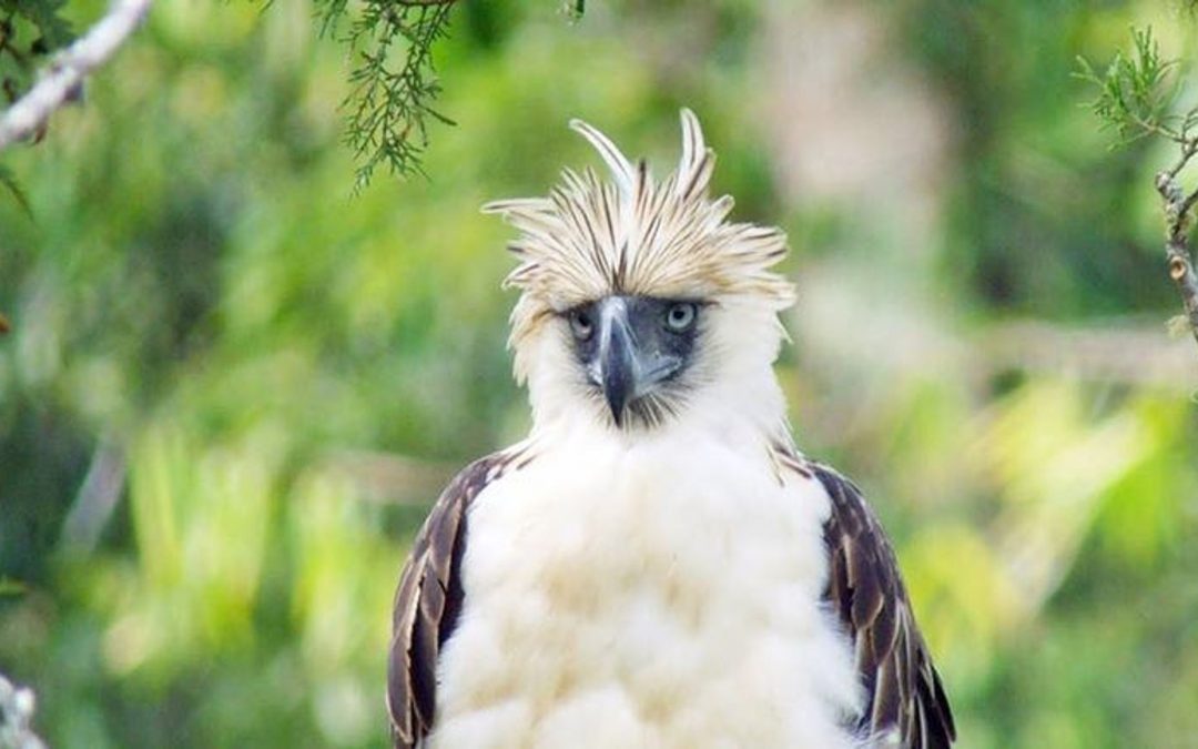 The Monkey-Eating Eagle Endangered