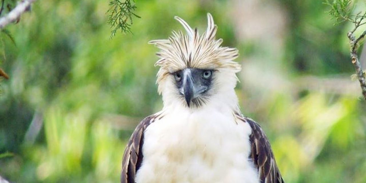 The Monkey-Eating Eagle Endangered