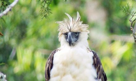 The Monkey-Eating Eagle Endangered