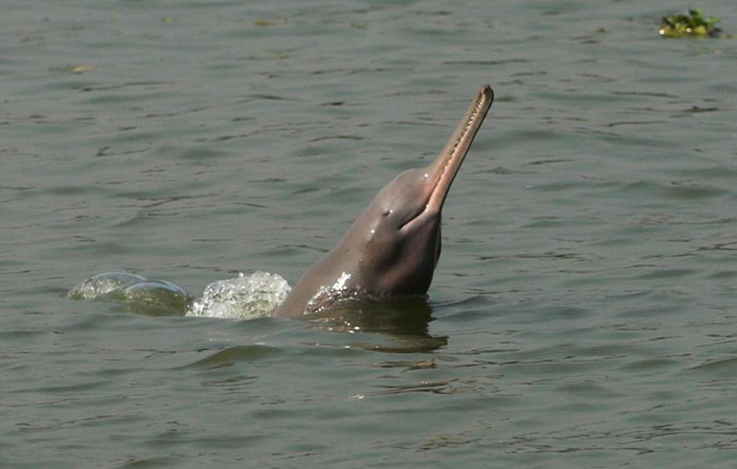 GANGETIC DOLPHINS FOUND IN BIHAR’s MAHANANDA RIVER