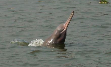 GANGETIC DOLPHINS FOUND IN BIHAR’s MAHANANDA RIVER