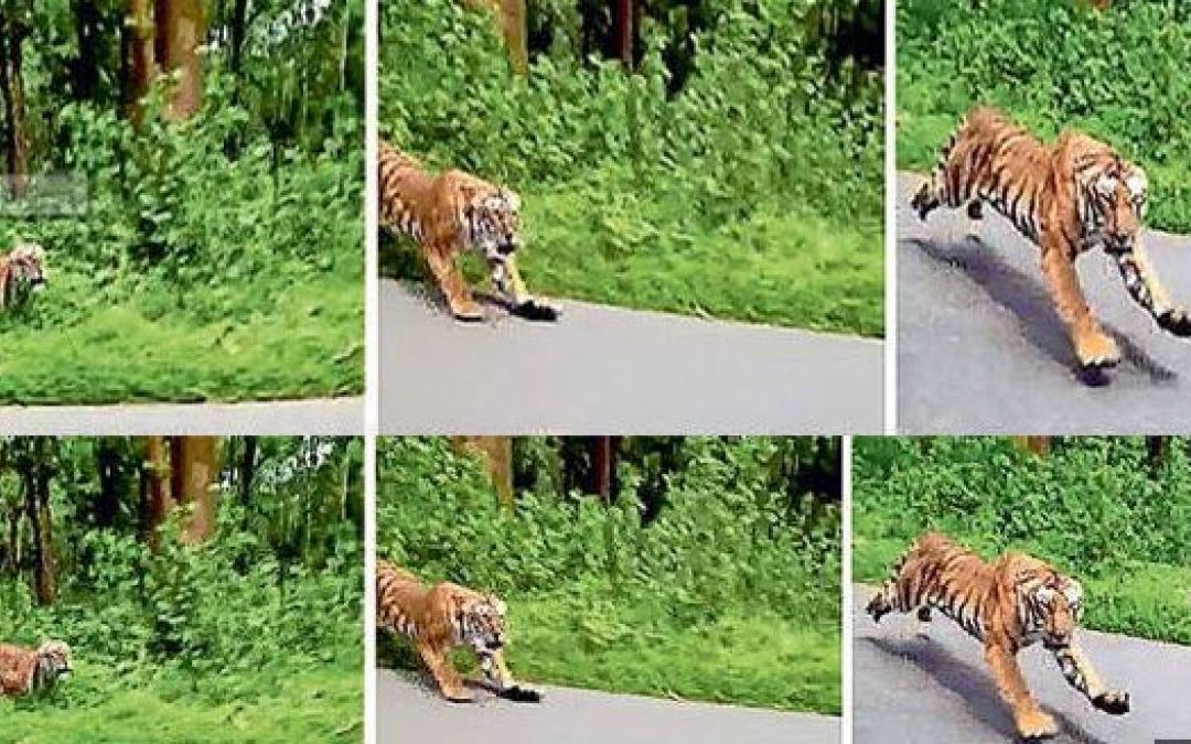 TIGER CHASES TWO FOREST OFFICIALS RIDING ON BIKE IN KERALA WILDLIFE SANCTUARY