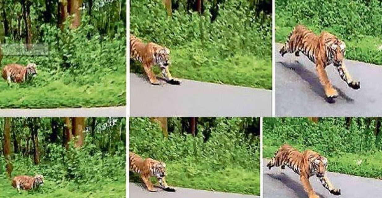 TIGER CHASES TWO FOREST OFFICIALS RIDING ON BIKE IN KERALA WILDLIFE SANCTUARY