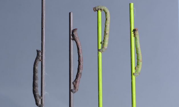 Caterpillars Can ‘See’ Colors With Their Skin