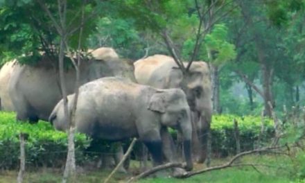 India wants global protection to Asian elephant