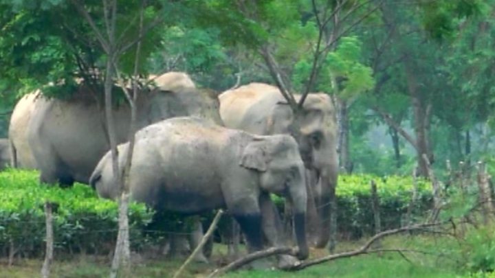 India wants global protection to Asian elephant