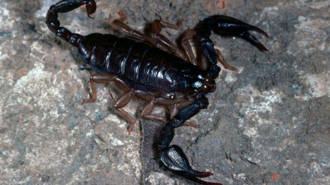 Man tries to smuggle 200 live scorpions from Sri Lanka