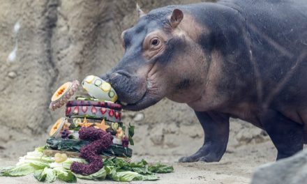For hippo Fiona’s 3rd birthday, zoo seeks aid for Australia