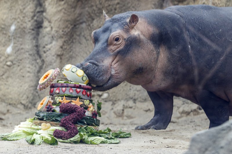 For hippo Fiona’s 3rd birthday, zoo seeks aid for Australia