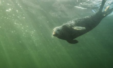 Grey seals discovered clapping underwater to communicate