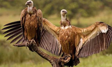 Vulture conservation centre comes up in UP