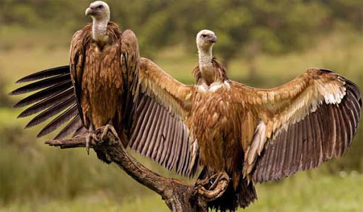 Vulture conservation centre comes up in UP
