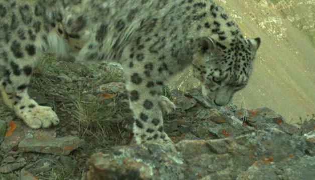 Snow Leopard Conservation Gets Boost from IUCN Save Our Species