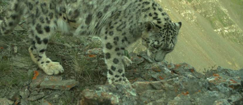 Snow Leopard Conservation Gets Boost from IUCN Save Our Species