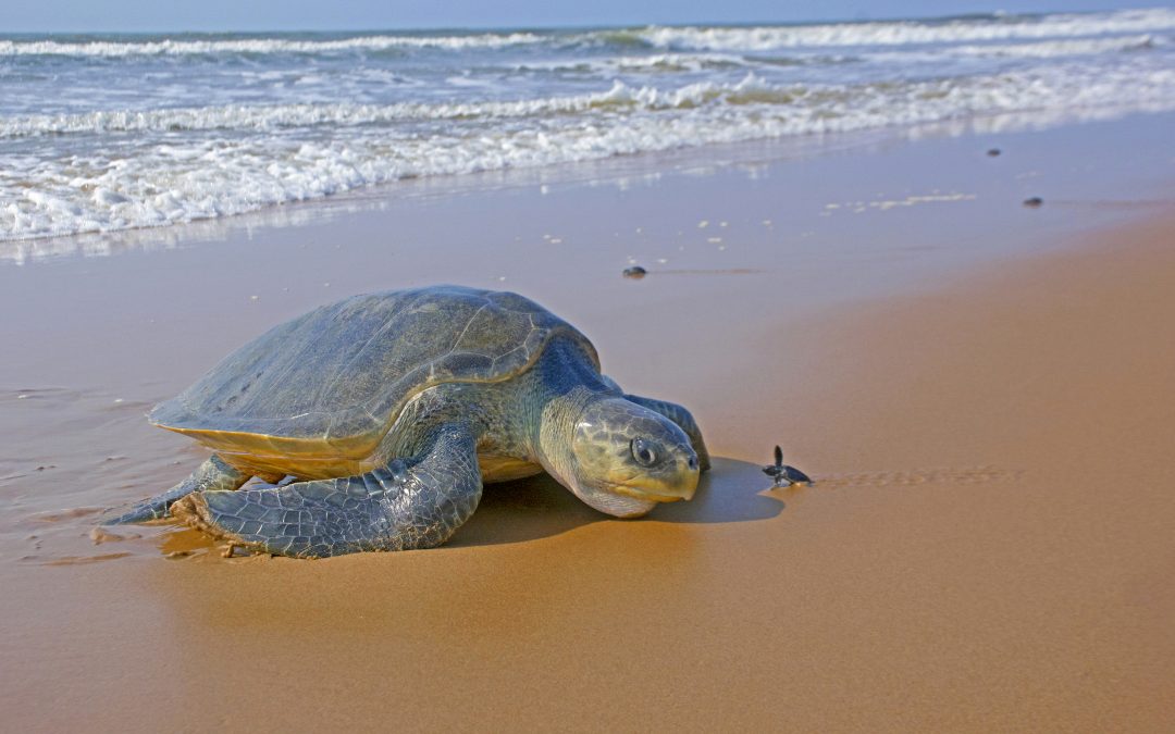 Rushikulya A Safe Refuge for Olive Ridley Turtles