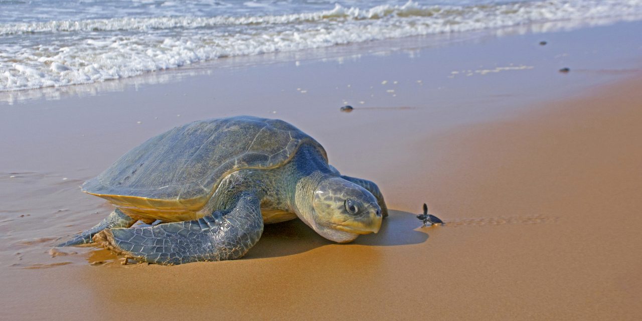 Rushikulya A Safe Refuge for Olive Ridley Turtles