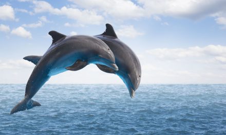 Dolphin conservation project planned off Mangaluru coast