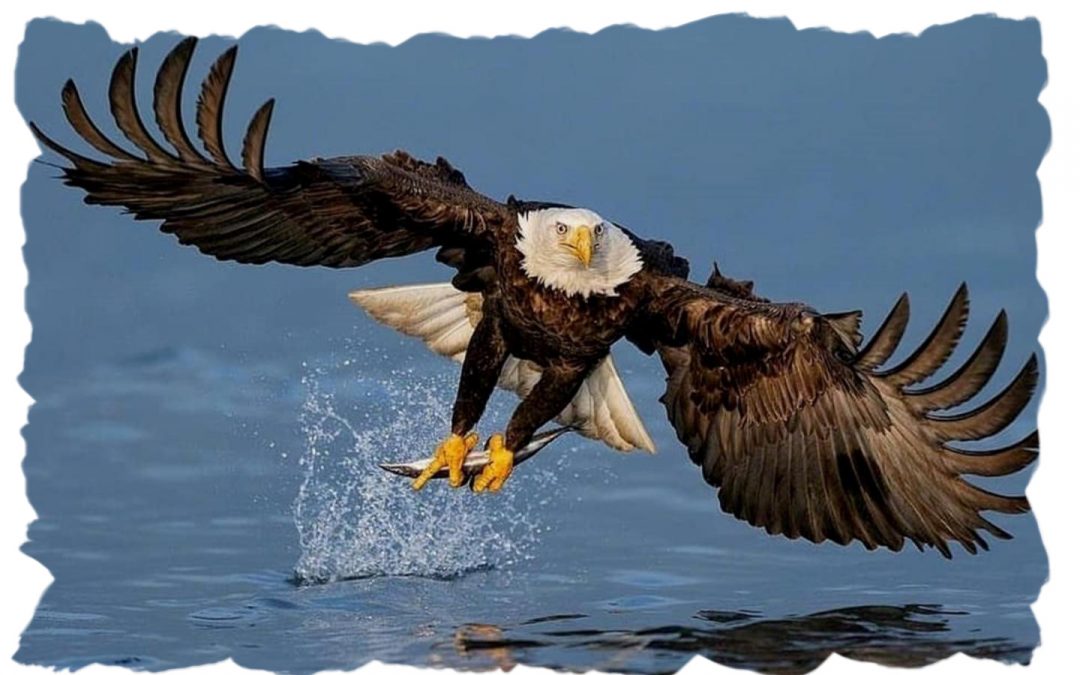White Tailed Eagle