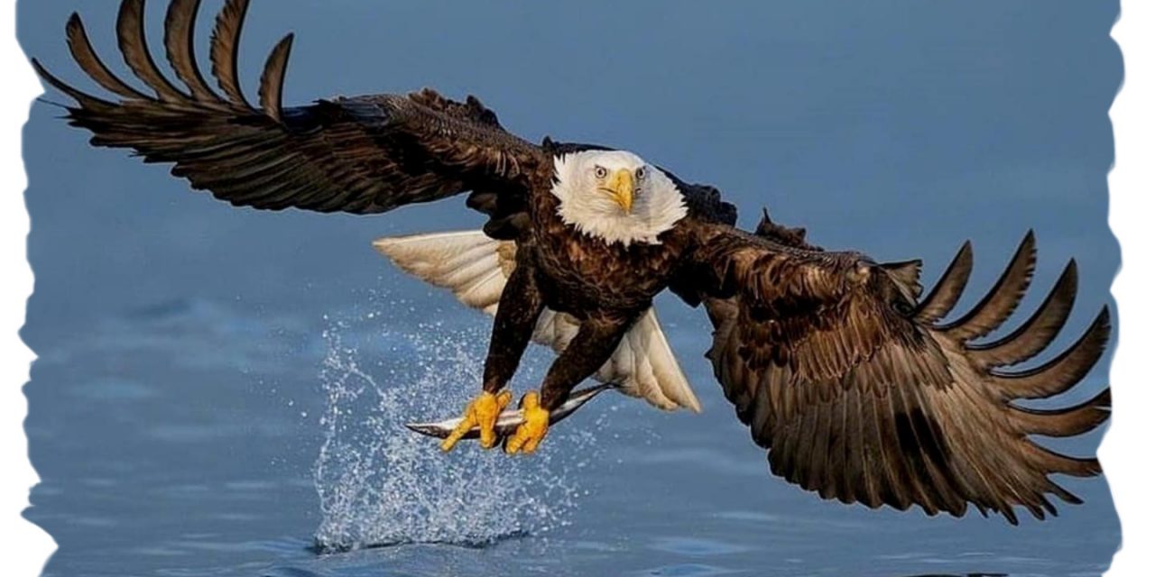 White Tailed Eagle