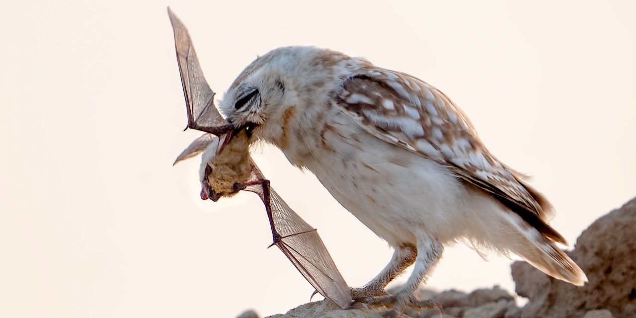 Owls Matters for our Farmers and Environment