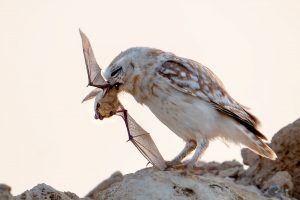 Owls Matters for our Farmers and Environment