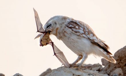 Owls Matters for our Farmers and Environment