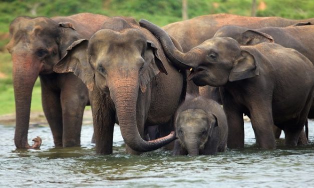 Elephant Conservation in India